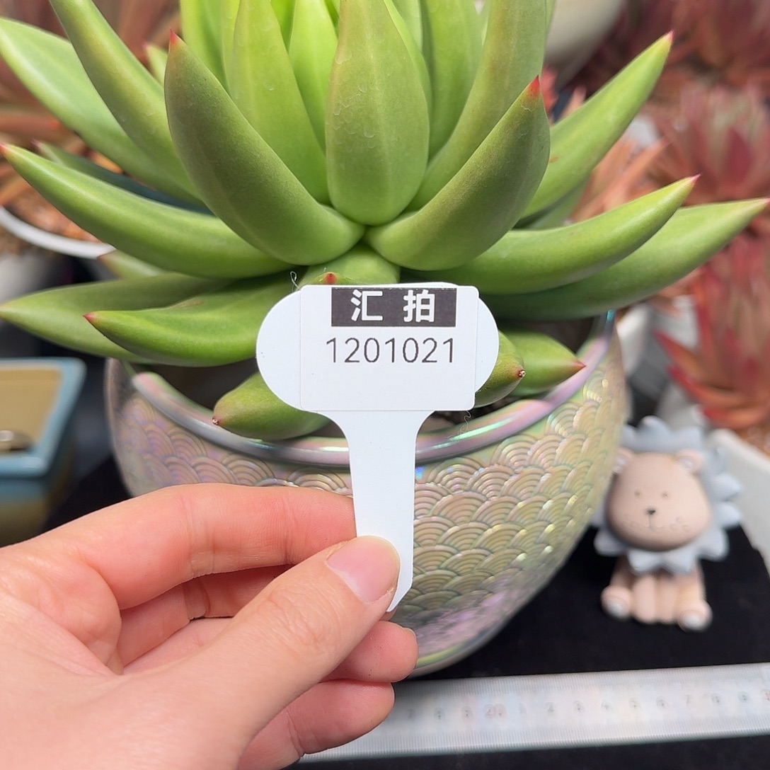 精品多肉植物1201021