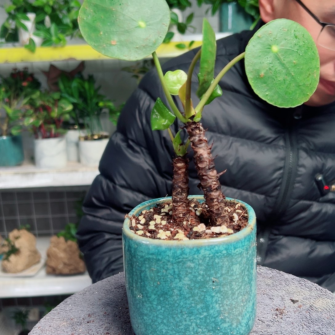 捏***吱无花朵33                  