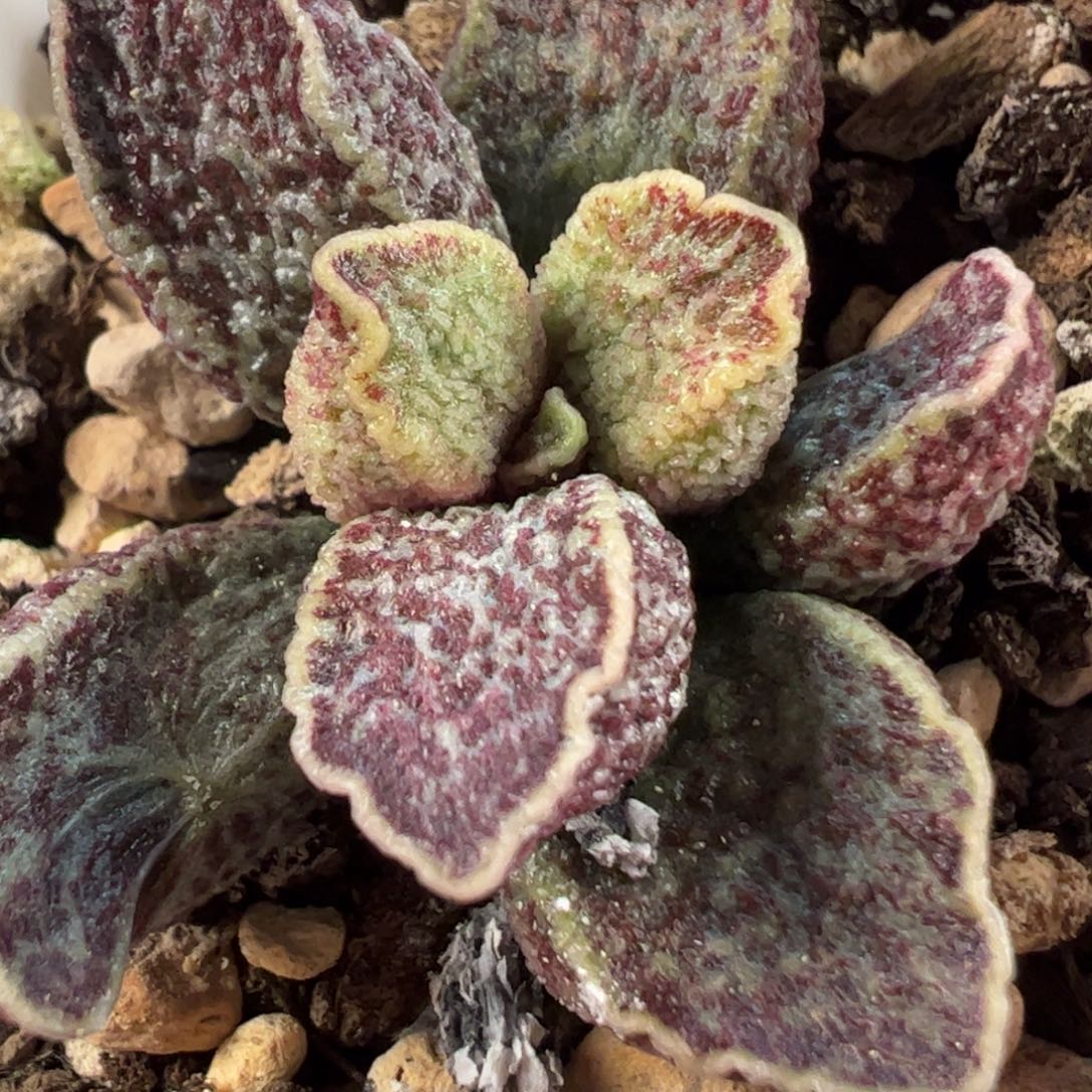 实生新品多肉植物水泡