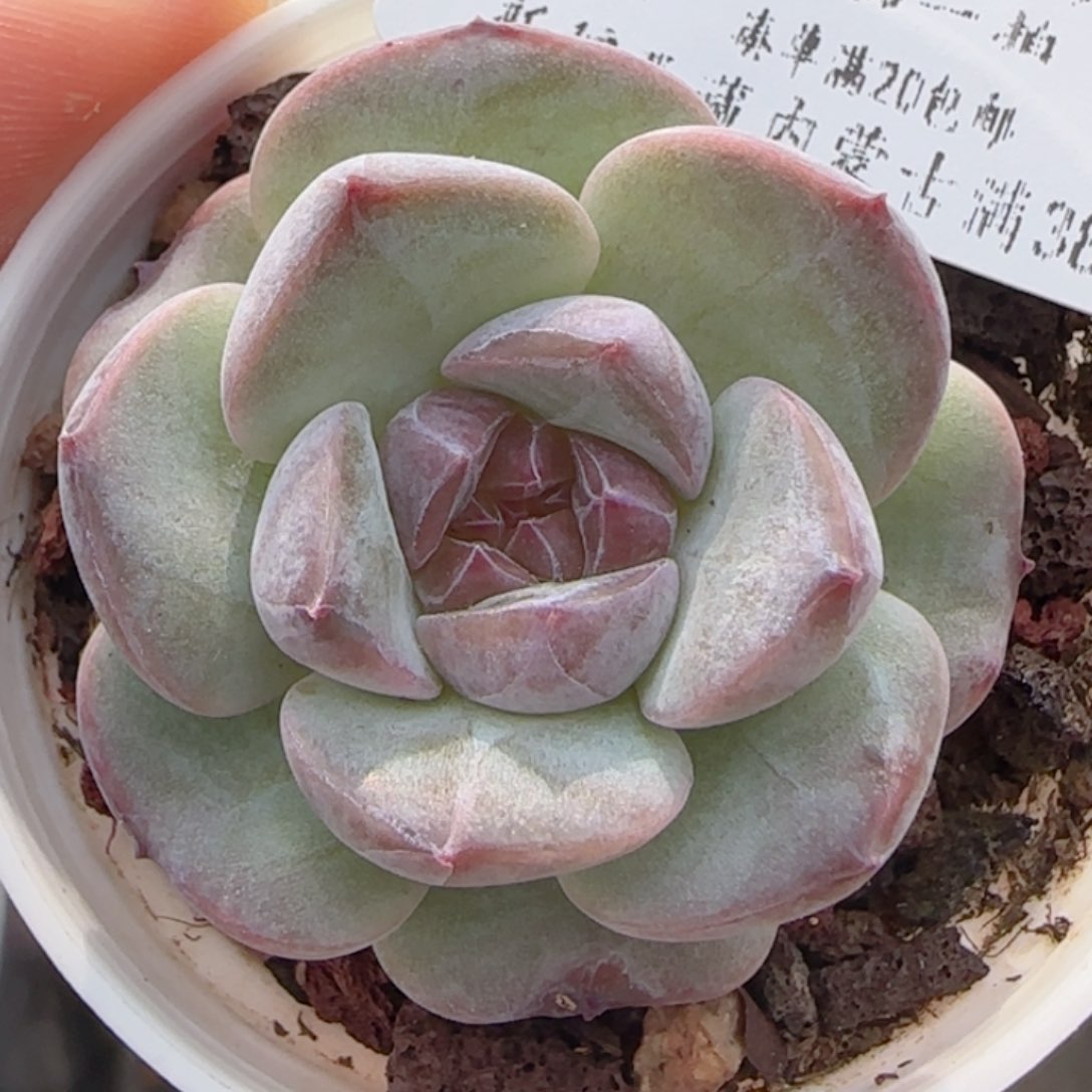 0612-179紫心冰魄