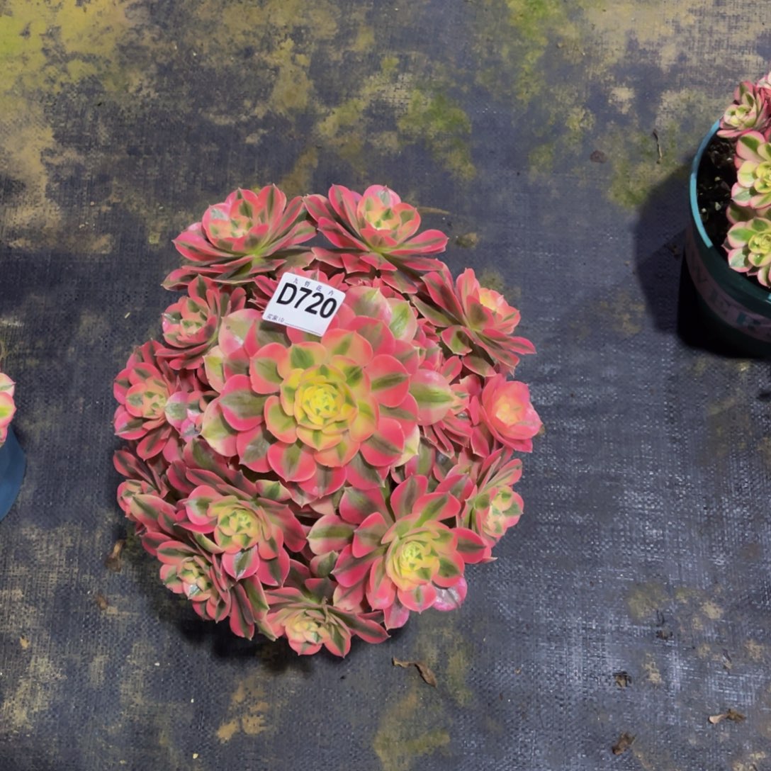 A***械72000粉女巫福利一颗