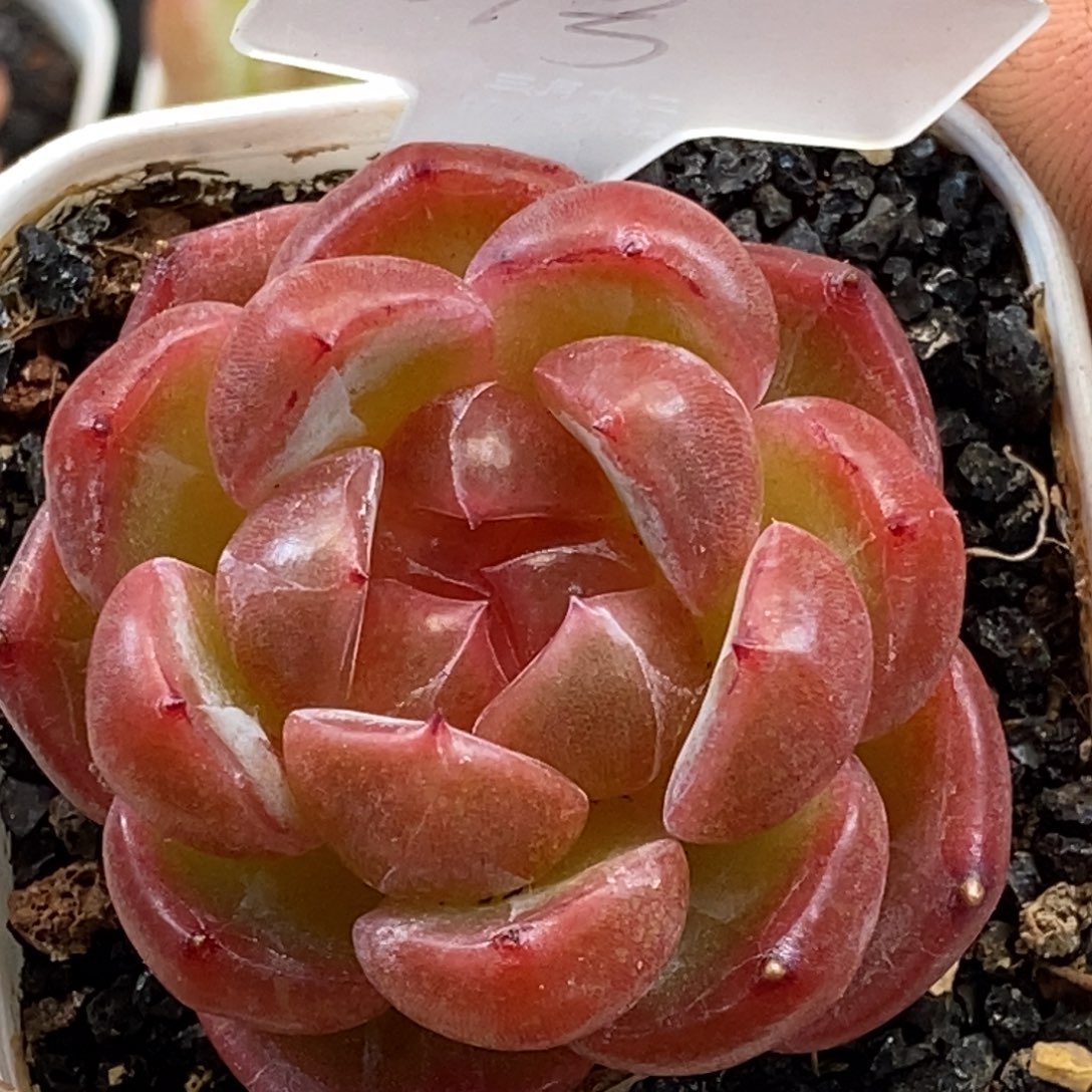 天官赐福百无禁忌