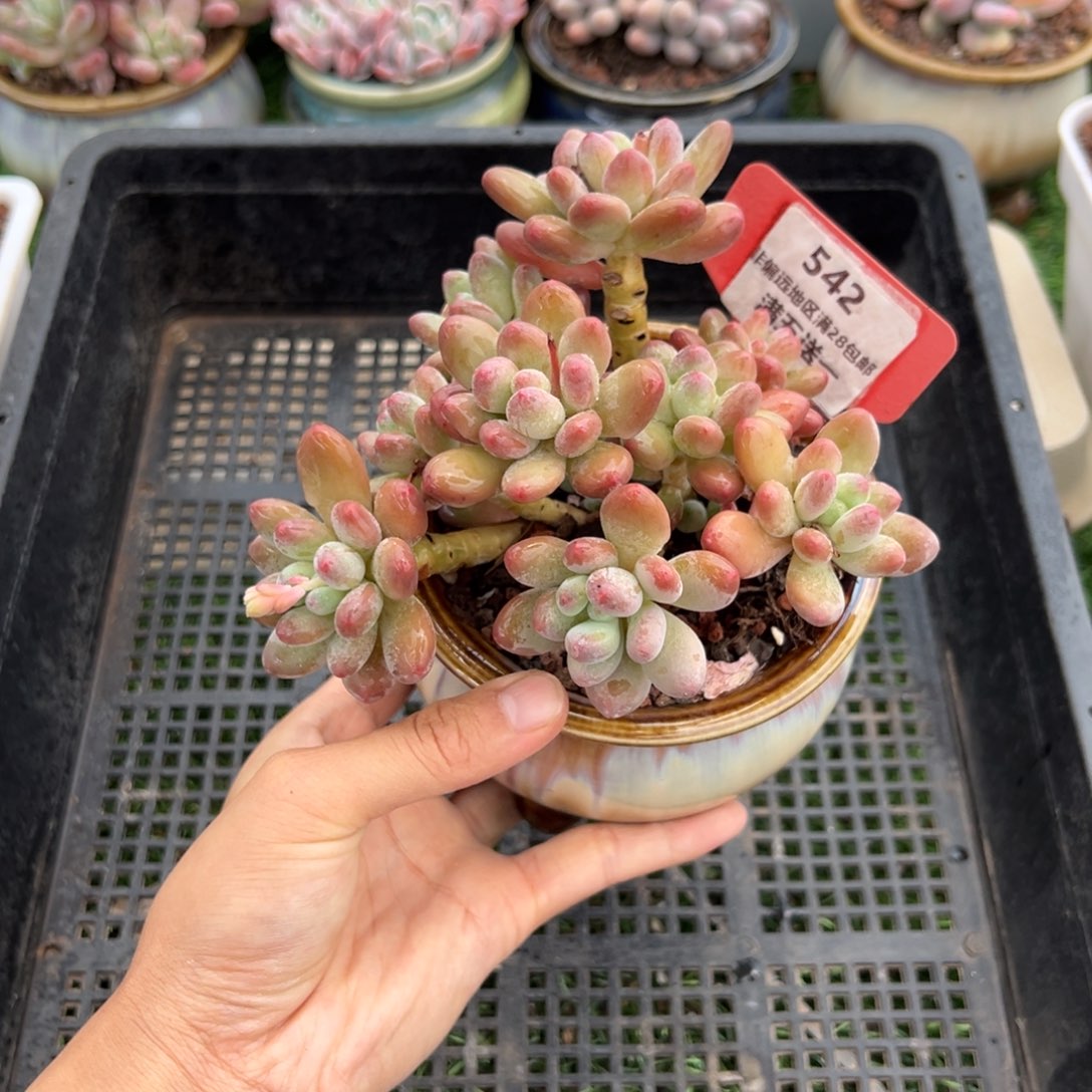 表妹精品精品多肉542.