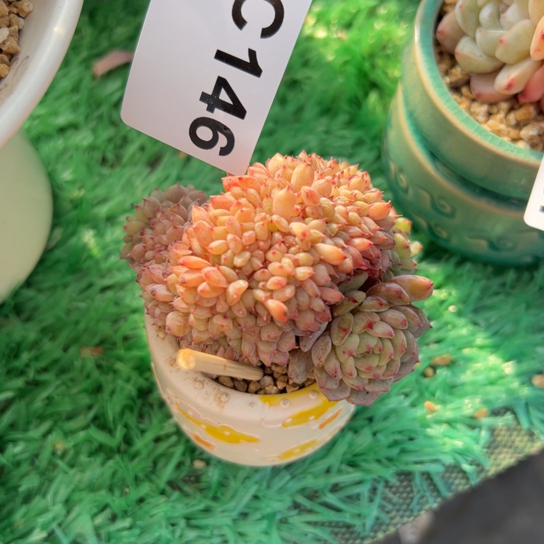 146 满38包邮一物一拍