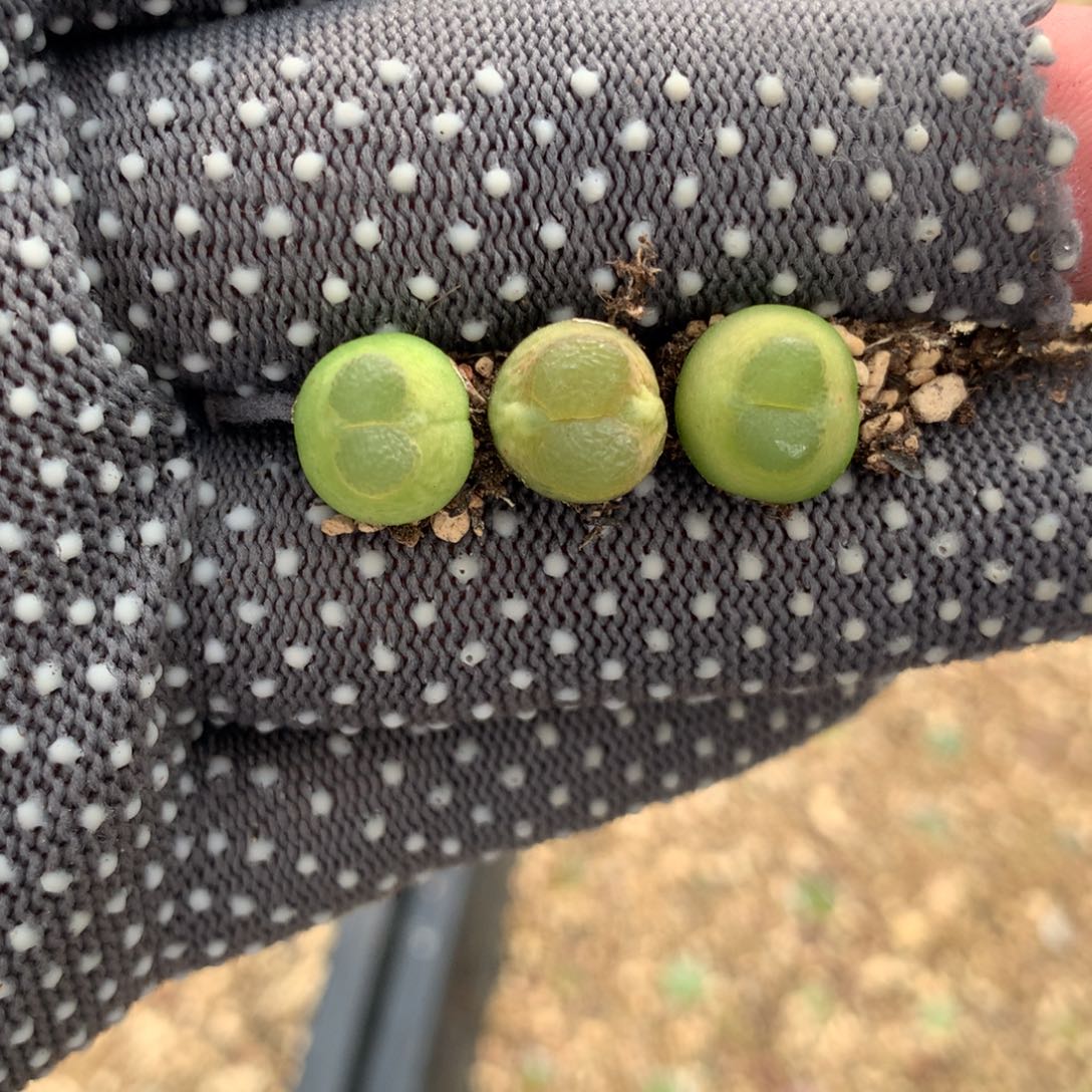 825雪茄母本三颗