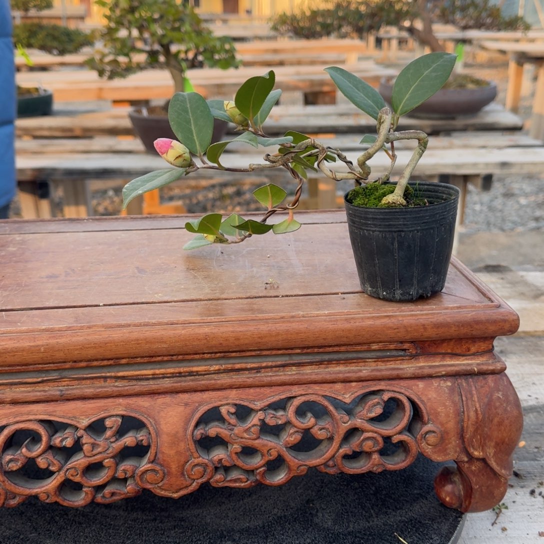 用***4无花朵茶梅茶花寿侘介1