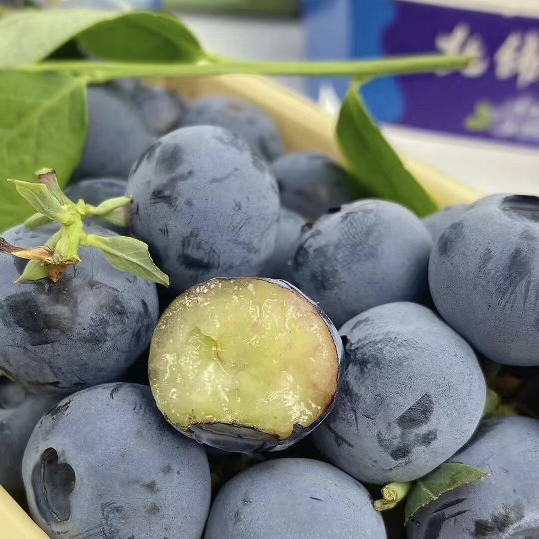 四川大凉山L25花香蓝莓精品20mm果500g蓝莓同城送四川省