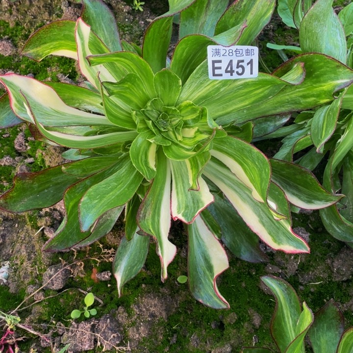 451多肉法师一物一拍