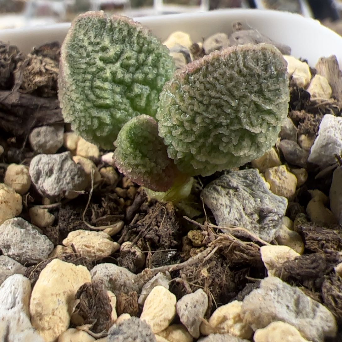 实生新品整颗多肉植物水泡多肉植物