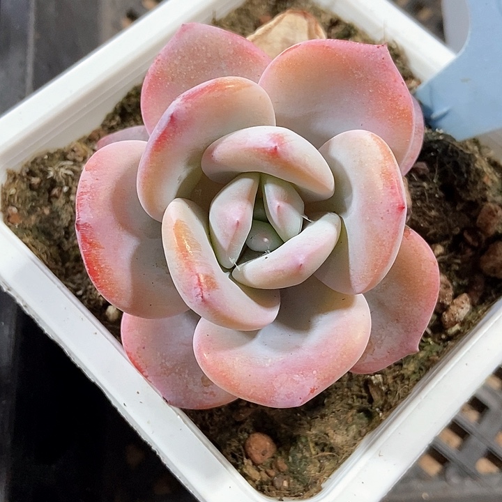 蔷*花多肉植物奶茶1824