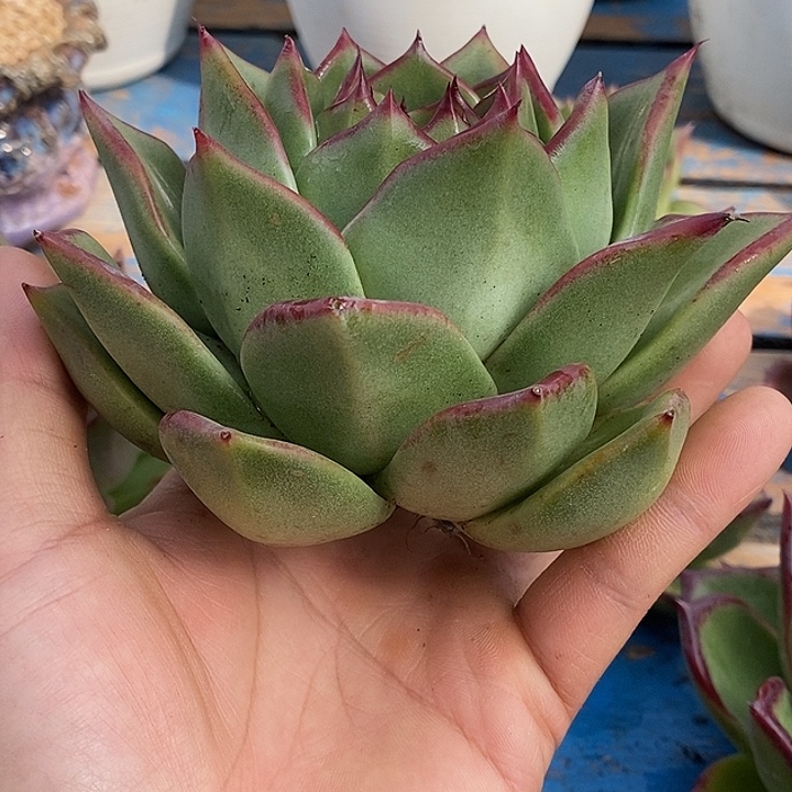 快***囚福利原始种凤凰10             