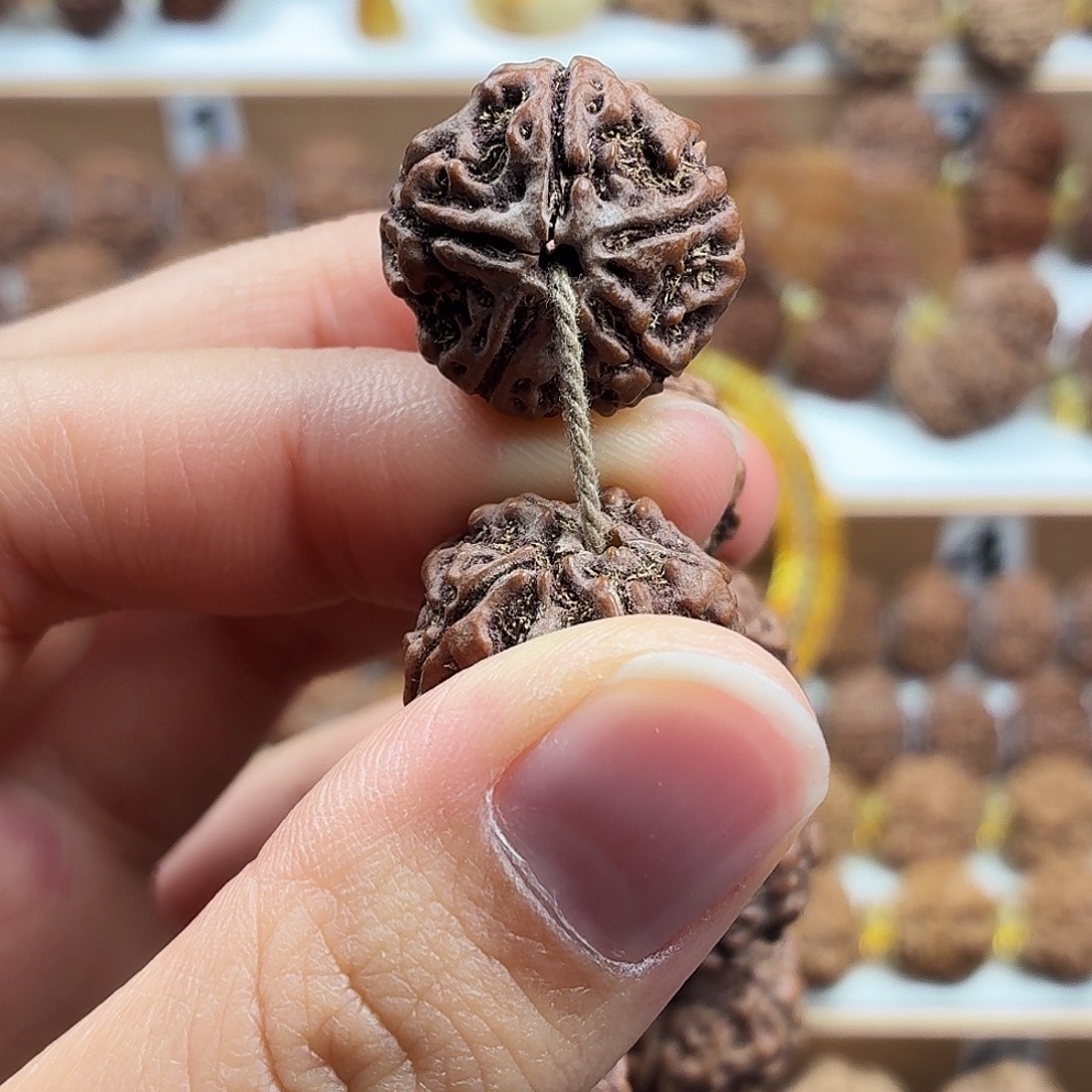 用***翔金刚菩提手串稀有精品梅花千金盘龙单颗