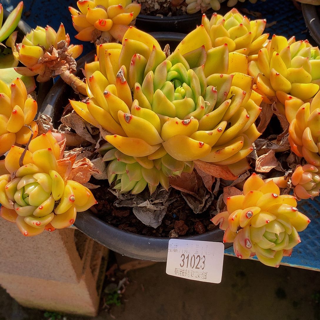 赫***心白玫瑰31023吨肉多肉