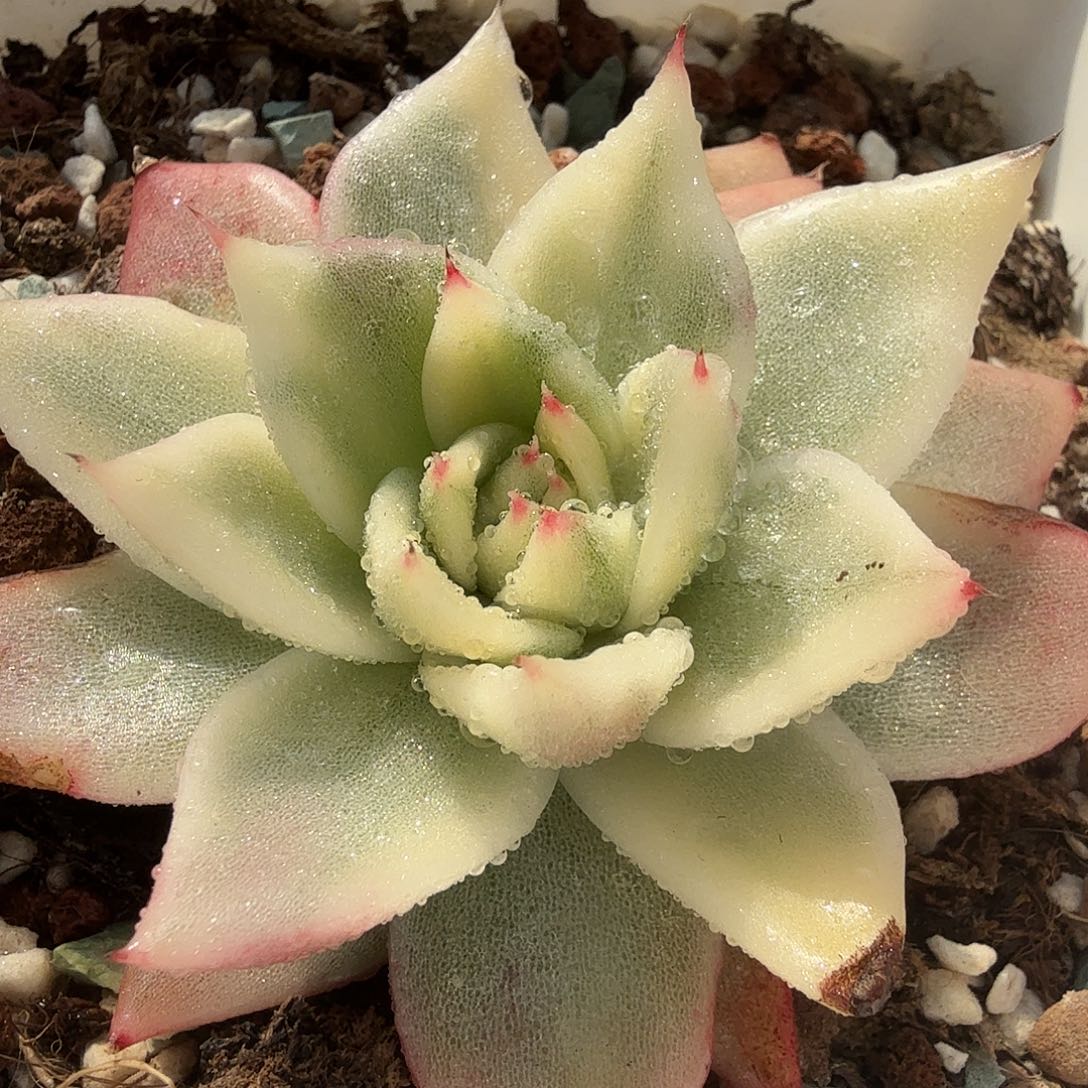 美乌锦，多肉植物