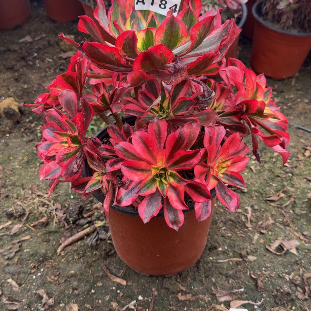 184魅影 多肉植物