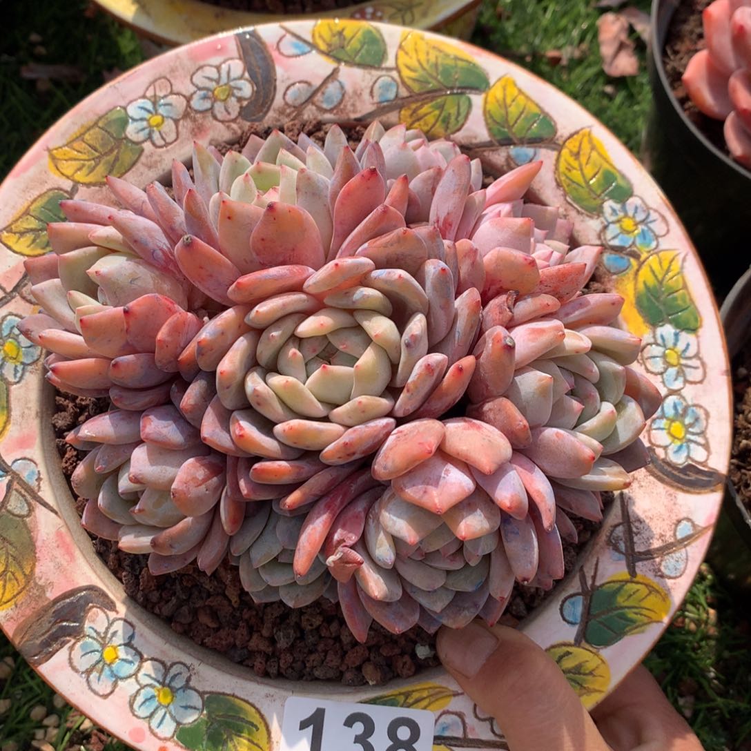 138橙子多肉植物组合