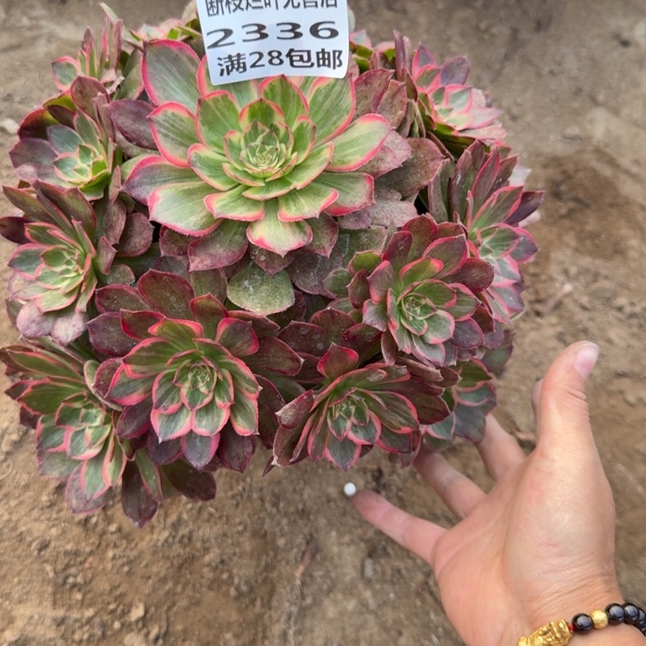 2336二号棚莲花座C