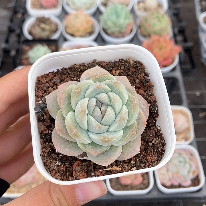 一物一拍满十元包邮 9