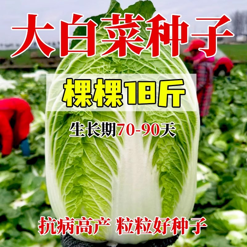 【颗颗十八斤大白菜种子】包心甜脆大白菜耐寒秋冬蔬菜种子