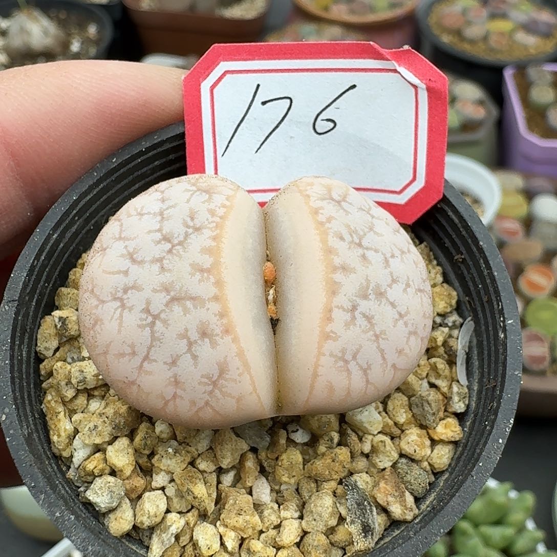 176多肉哈哈哈哈哈哈