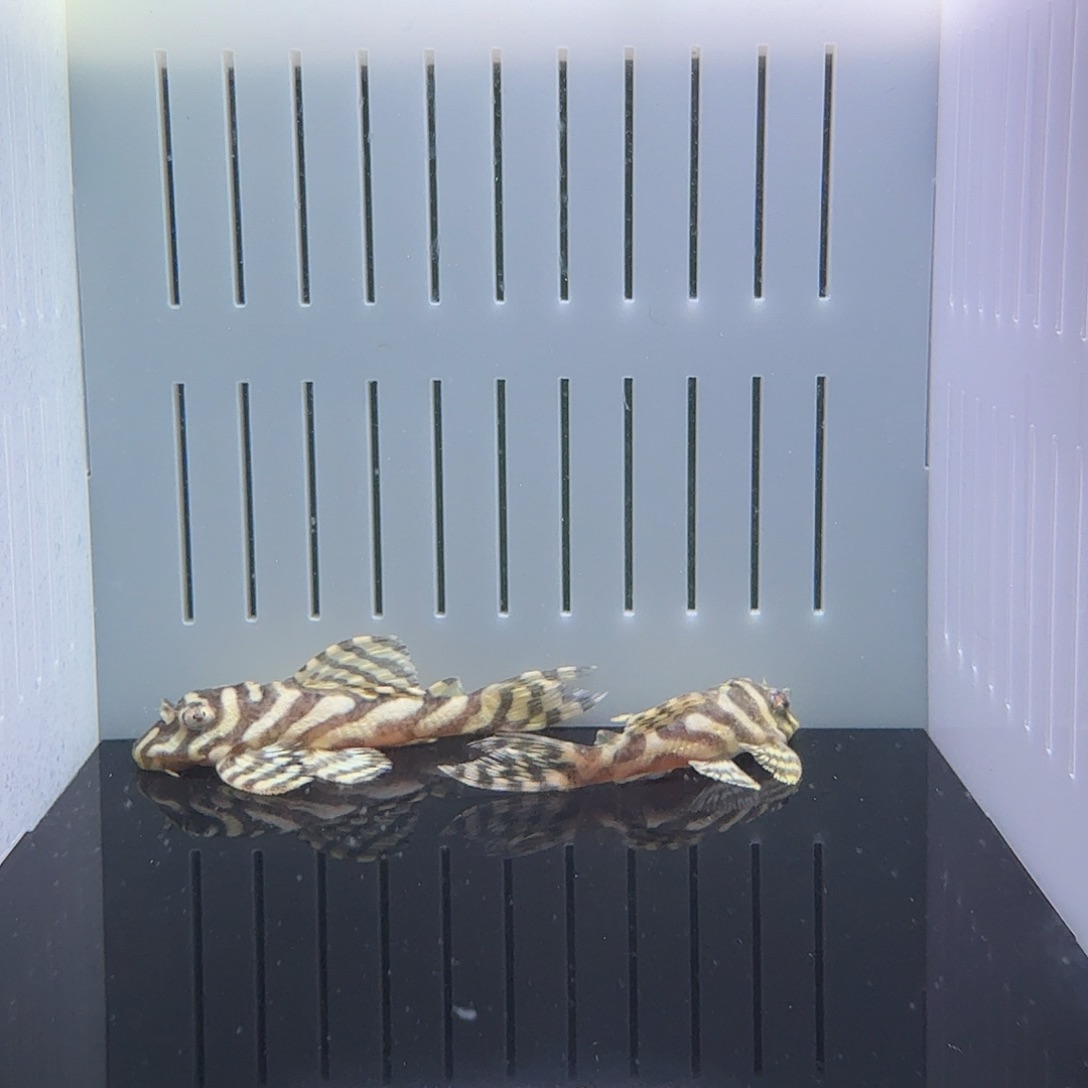 清道夫鱼62号组合