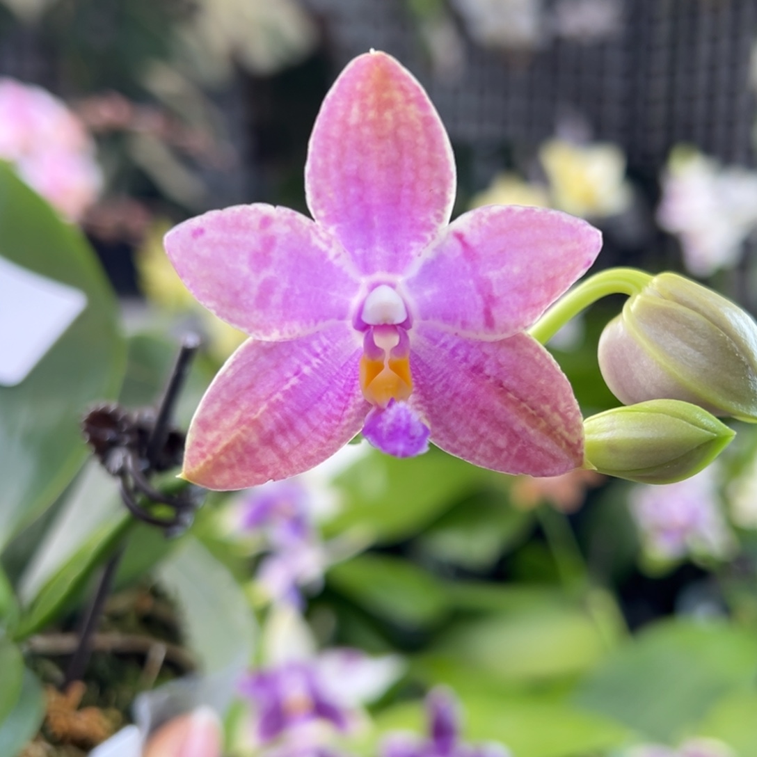 完全开放10号，叶瑕，108漏