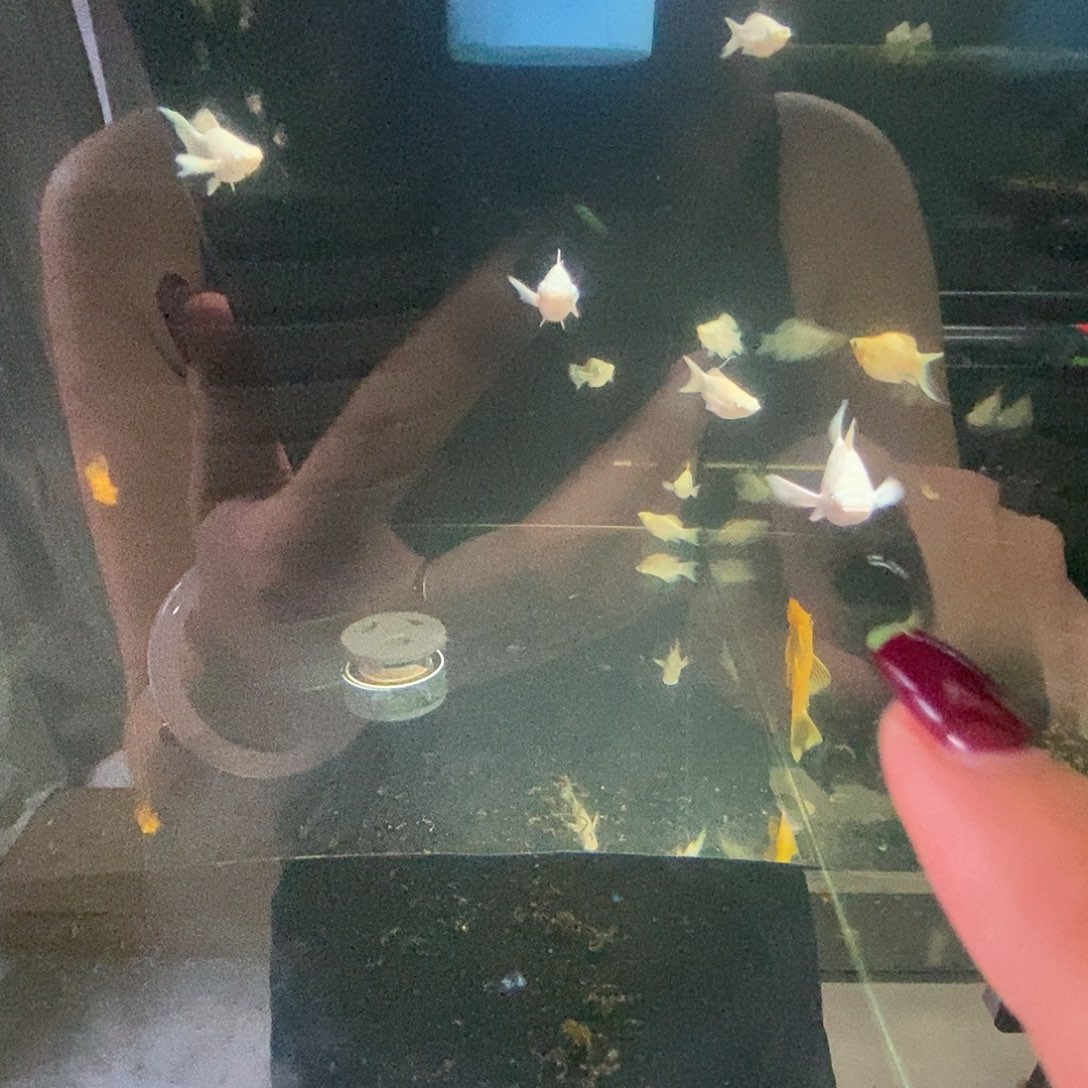 胖***炕孔雀鱼瓷白玛丽大11条