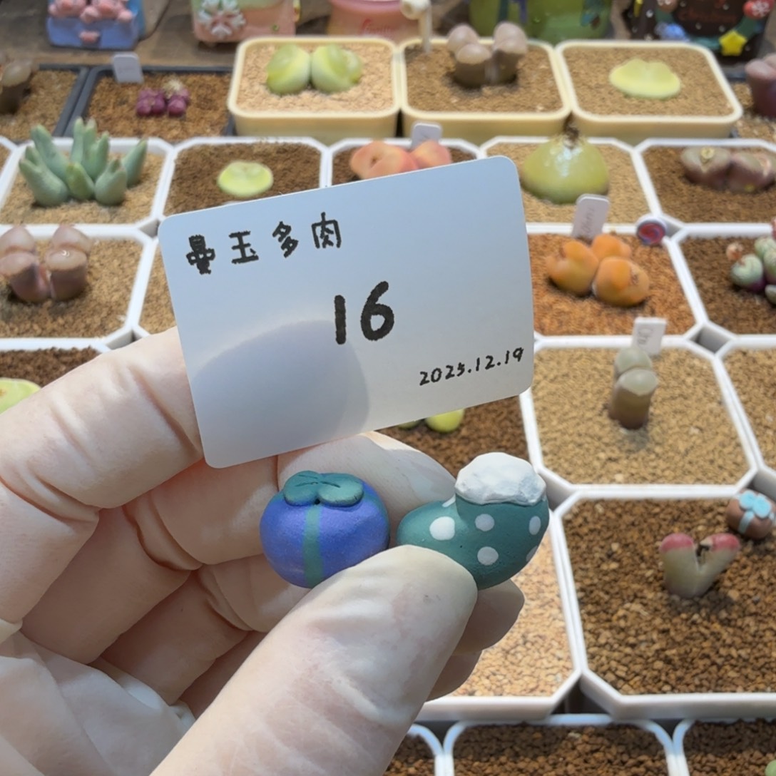 冉***啦多肉多肉多肉12.19-016