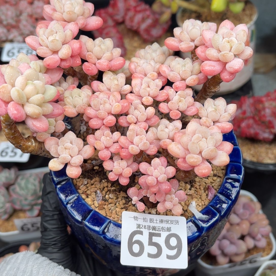 冰淇淋鱼子酱无盆土发货