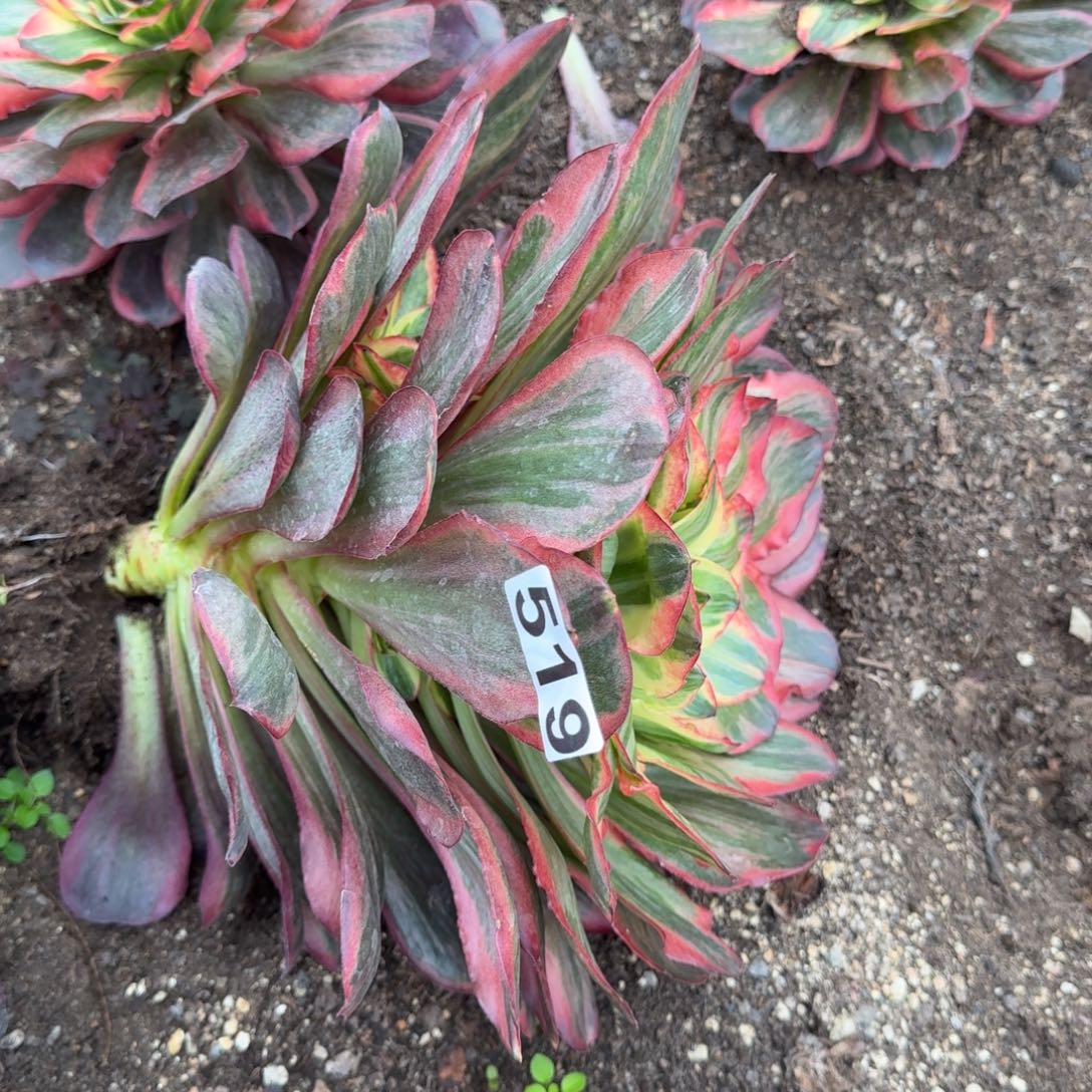 519多肉植物魅金玫瑰锦心追光