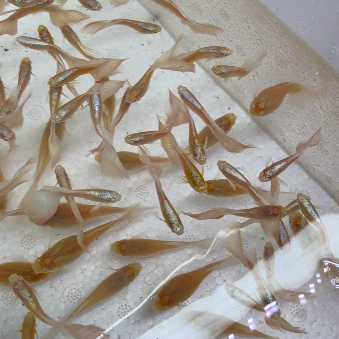 孔雀鱼天空蓝大种鱼两对