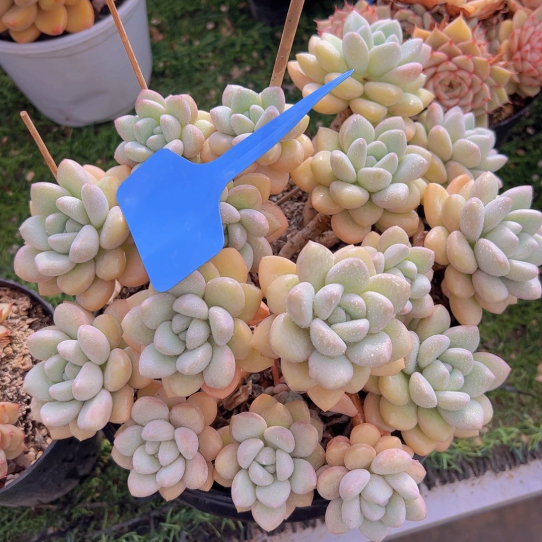 香玉的故事是一个人的