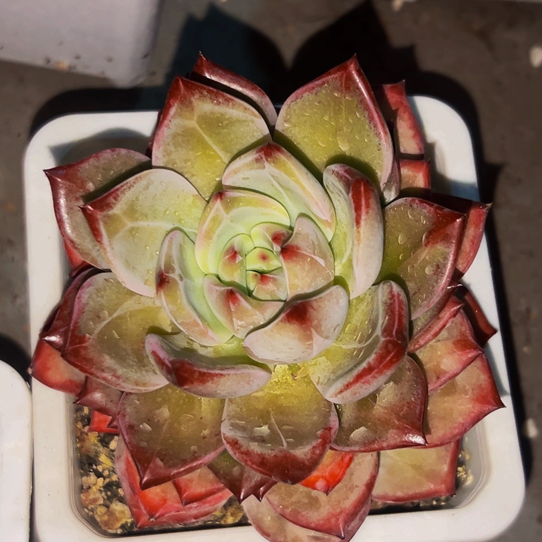 桔云多肉美人精品系列