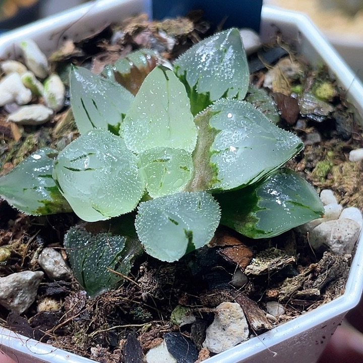 551冰玉鸾特选福利