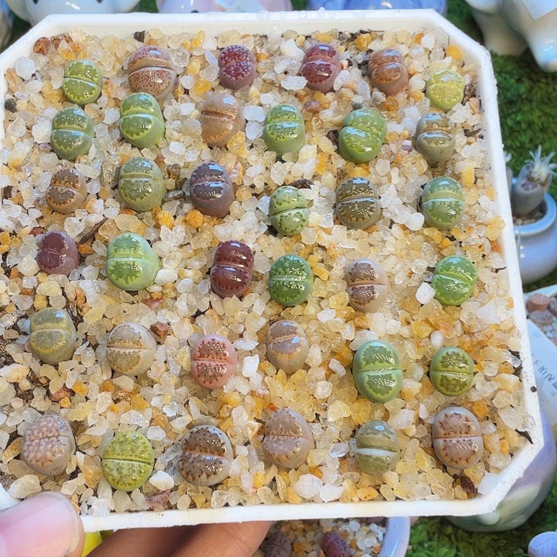 多肉植物福利款1140