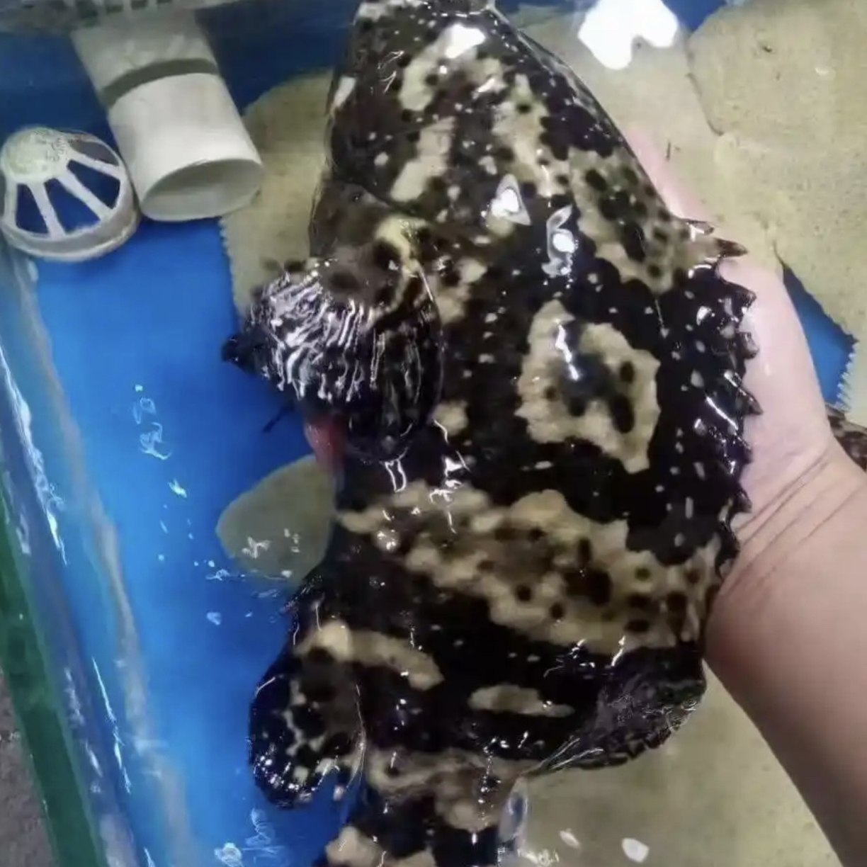 鲜活 石斑鱼 老虎斑（毛重约800g左右/条）