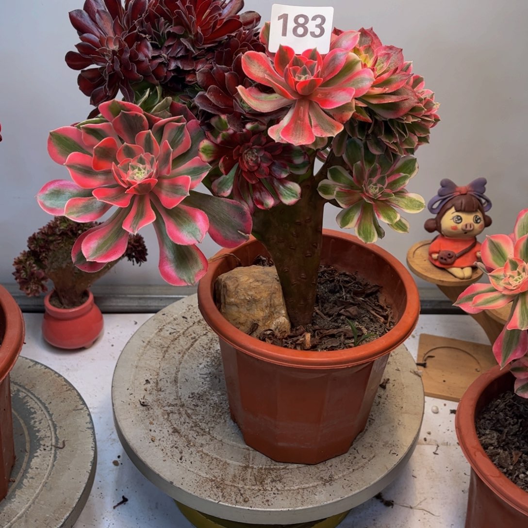 荟***蔚多肉植物嫁接183法师