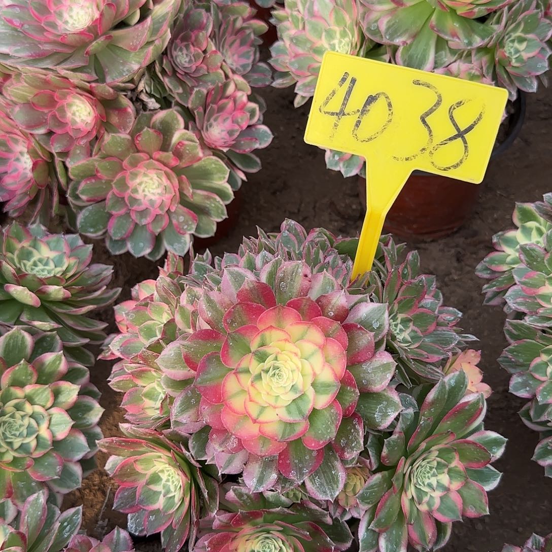 4038---海王多肉植物