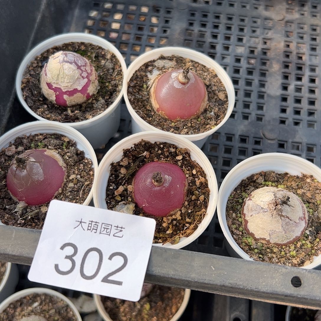 量拍以下1颗大灯泡带盆土发。302