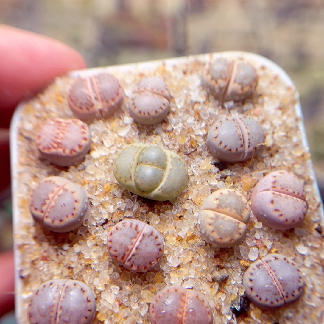 38号带盆包邮发货