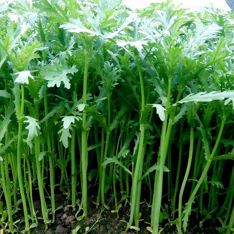 【全店满5元包邮】四季皇帝菜播栽培春秋蔬菜种籽阳台盆栽易种蔬菜