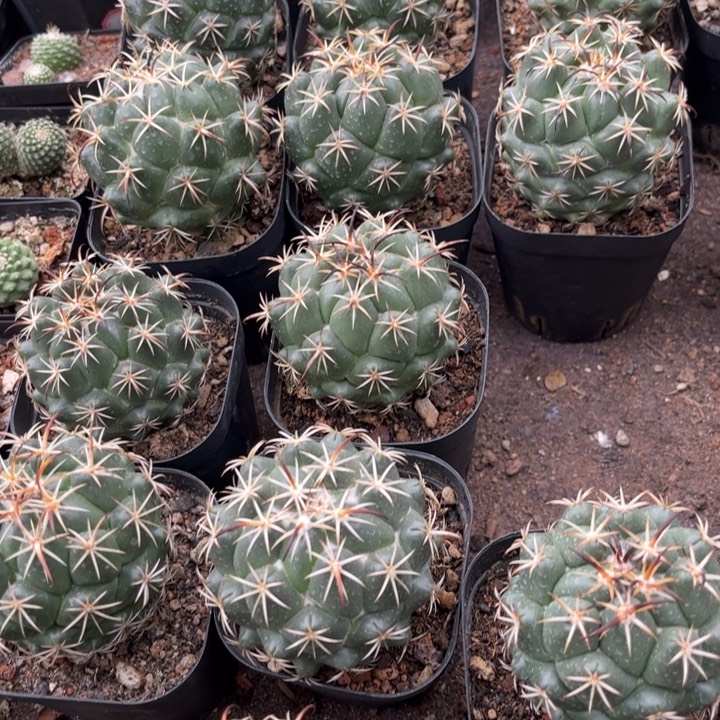 实生钢钉好养皮实