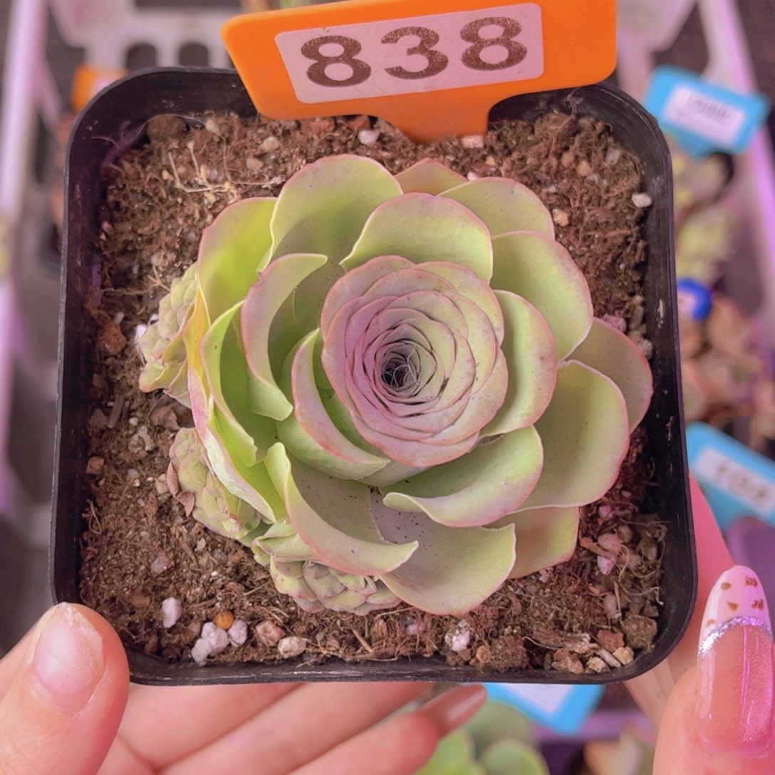 L***l单品一物一拍838号