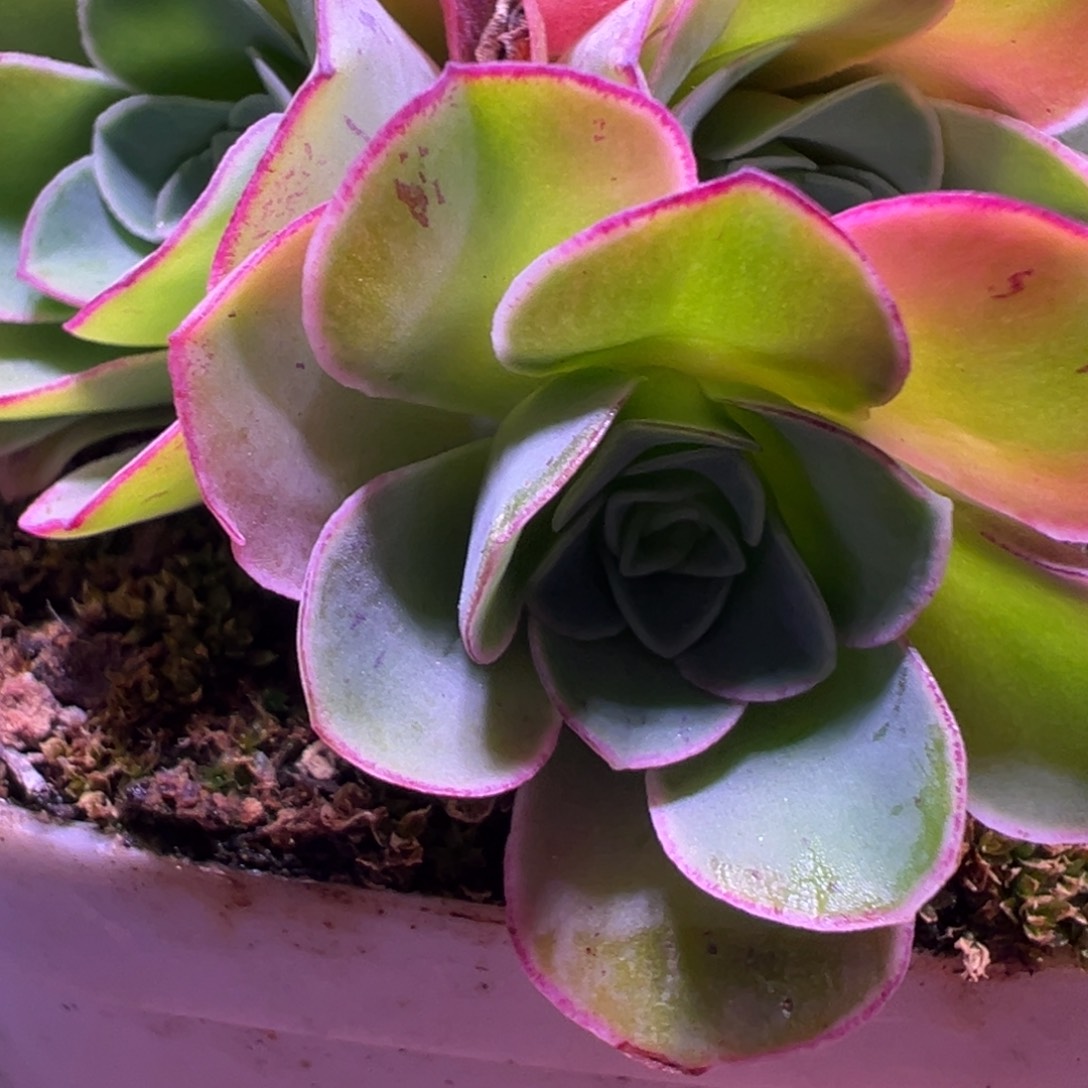 陈陈909九天娇龙侧芽