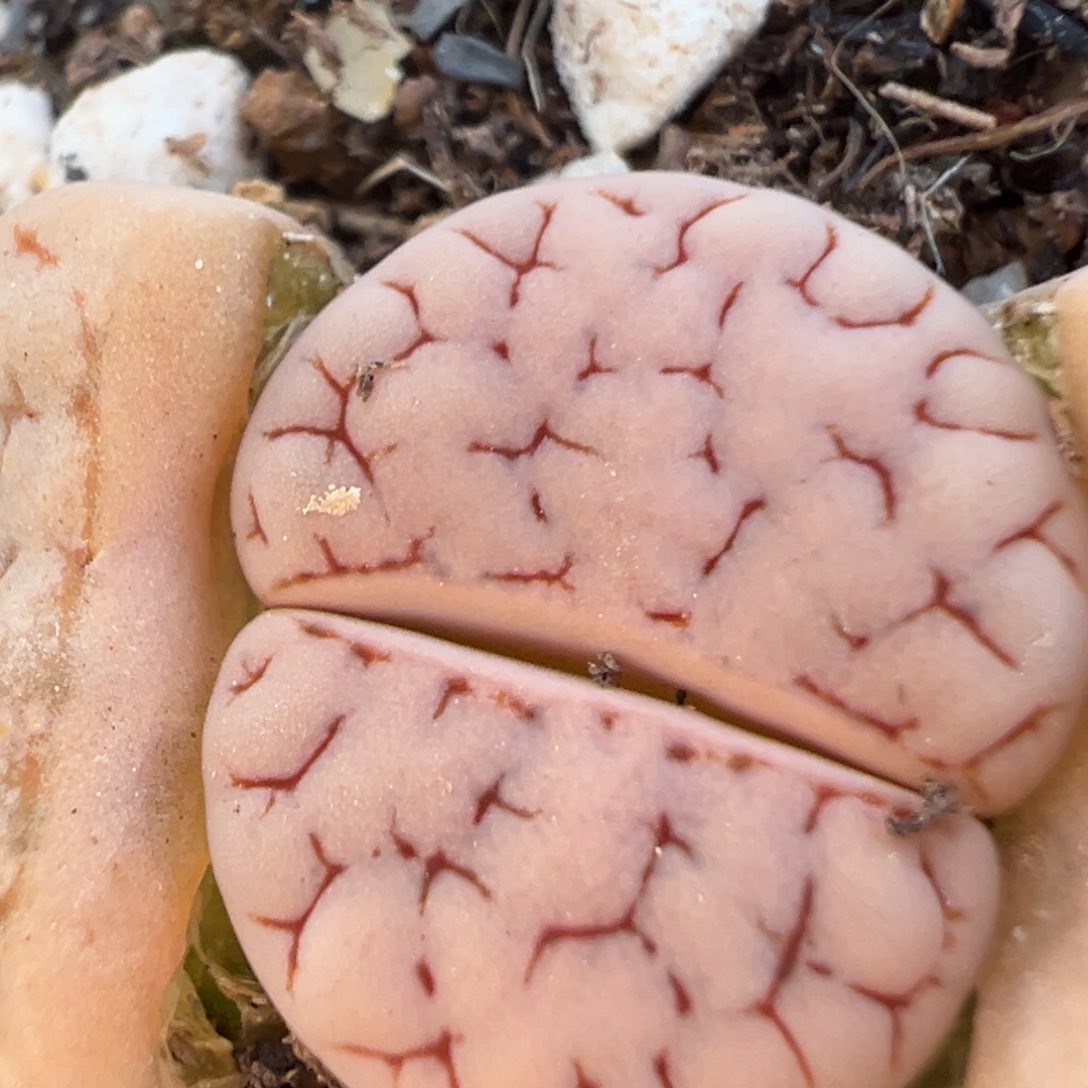 120多肉植物百科