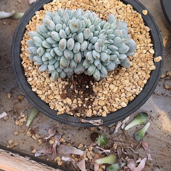 泡****菩提子群生缀化多肉