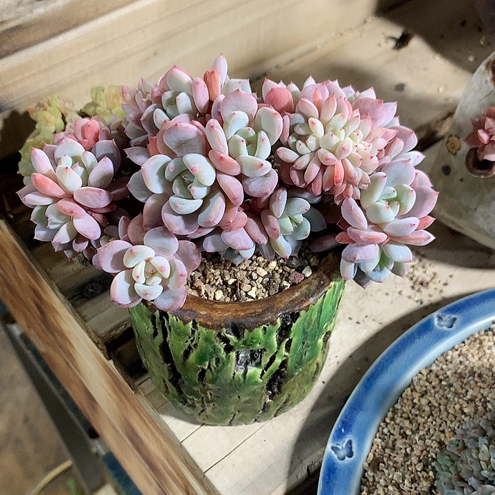 韩橙朵朵缀一体无砍