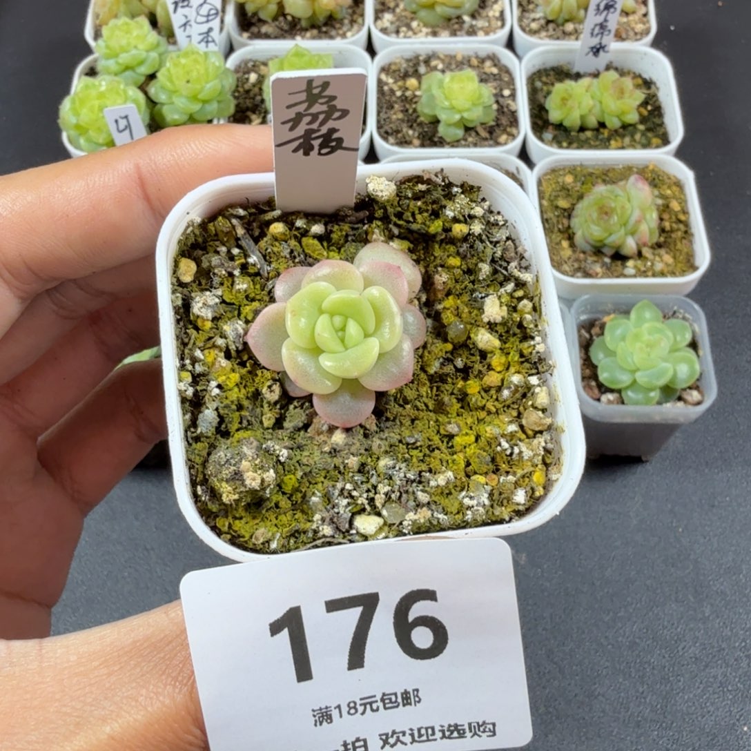 甜心荔枝一物一拍176