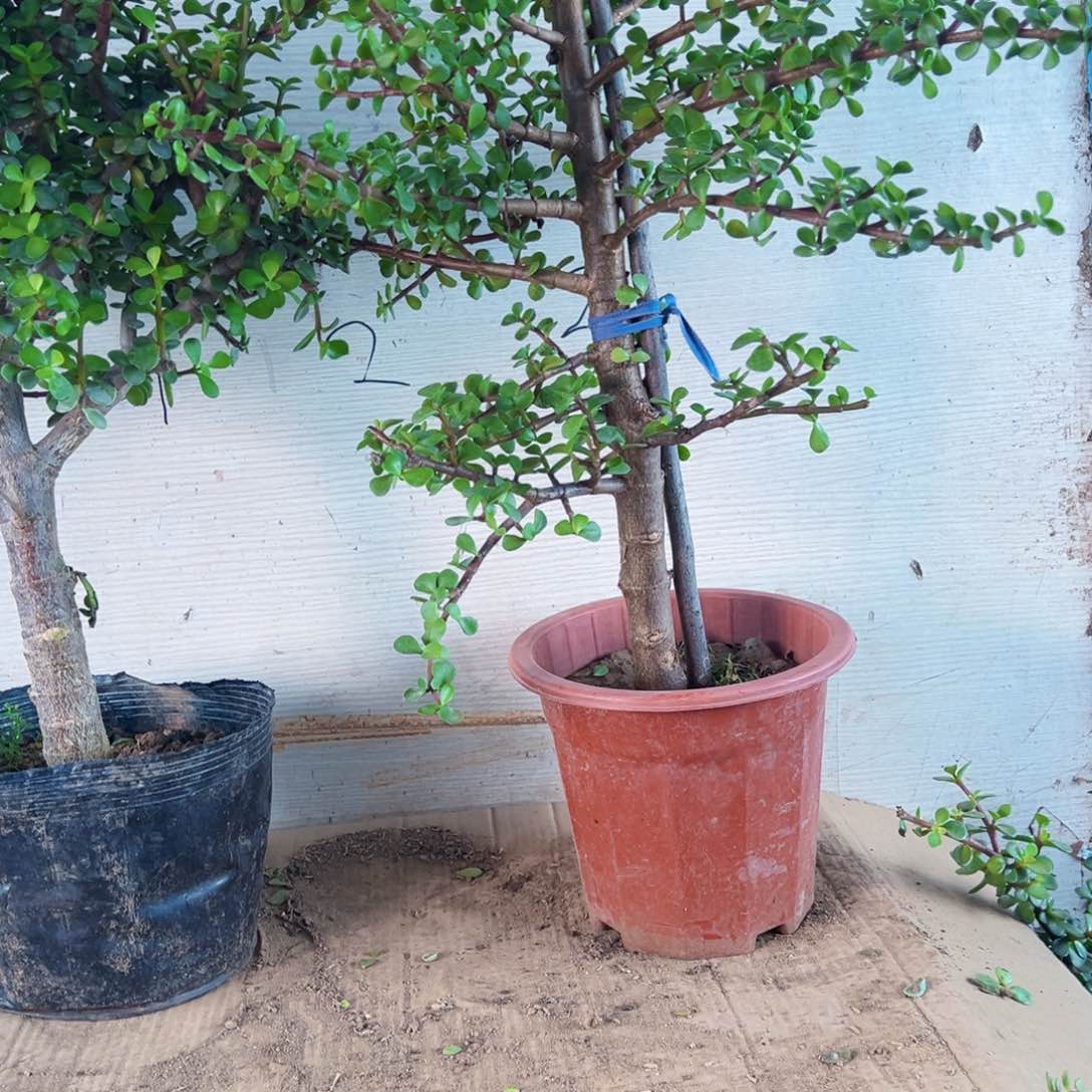 冬***明老桩金枝玉叶一物一拍