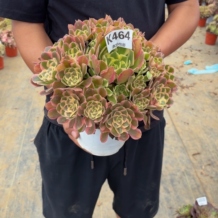 瑞妈多肉园艺464粉女郎